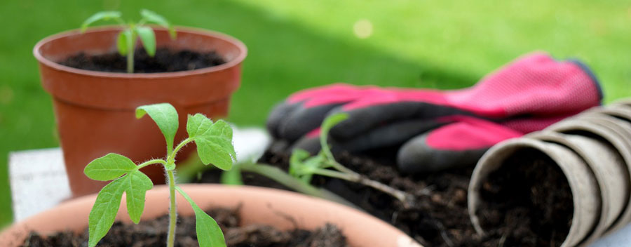 LED Beleuchtung für die Anzucht von Tomatenpflanzen