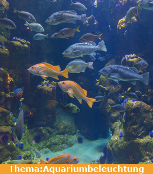 Thema: Aquarium LED Beleuchtung