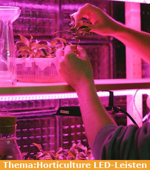 Blog-Thema: Horticulture Beleuchtung