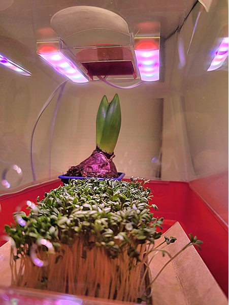 Horticulture LED Grow Licht von LED-Emotion LED Grow Licht mit Horticulture LED Streifen für gesundes Pflanzenwachstum