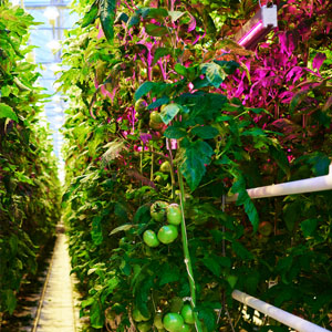 Intermediate Vertical