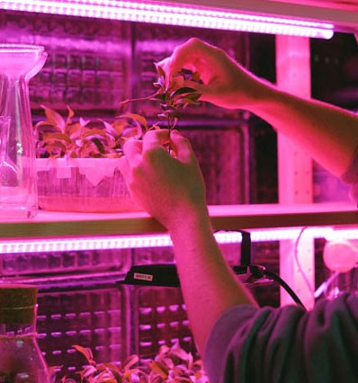 Horticulture_Pflanzen_LEDs